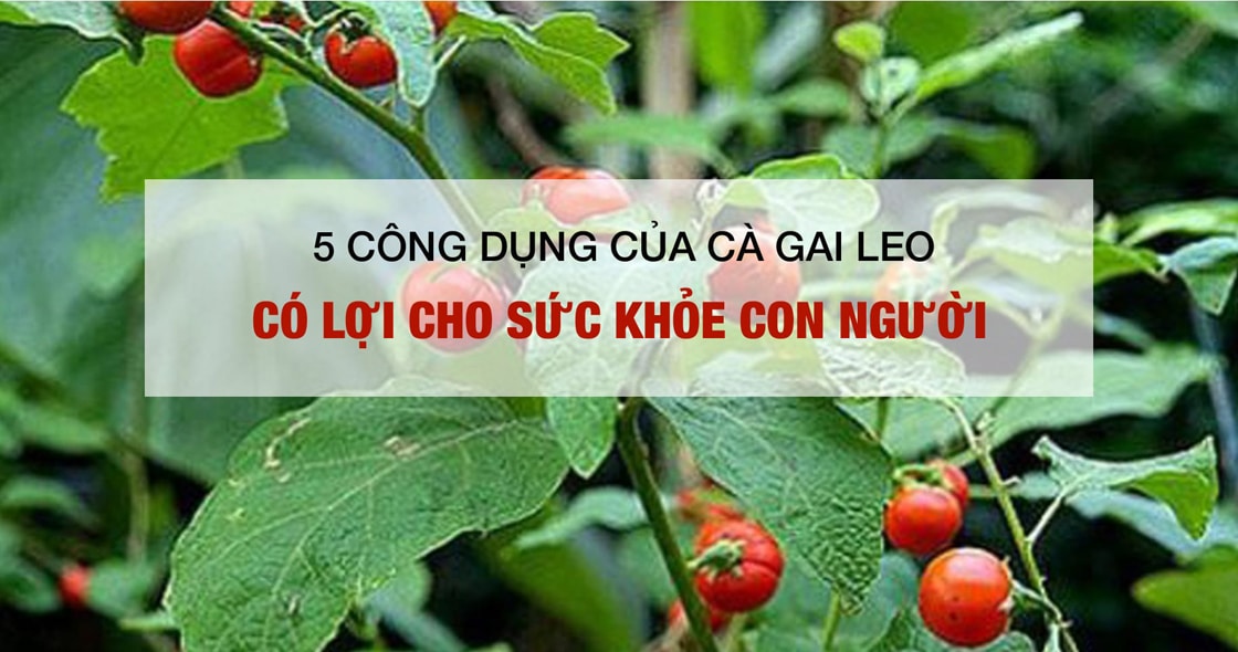 5 công dụng của cà gai leo