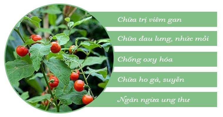 5 tác dụng của cây cà gai leo