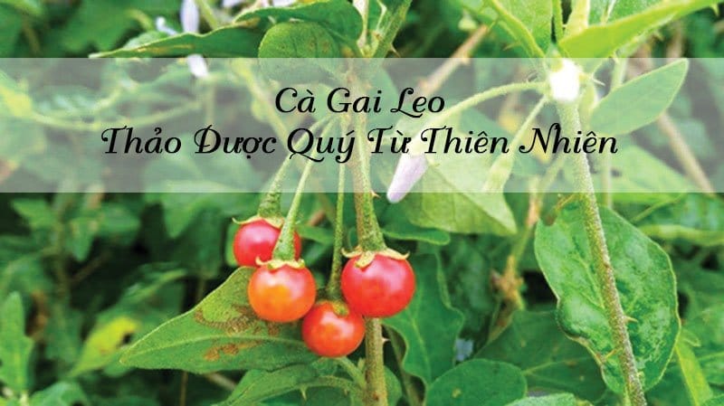Cà gai leo – Thảo dược quý từ thiên nhiên
