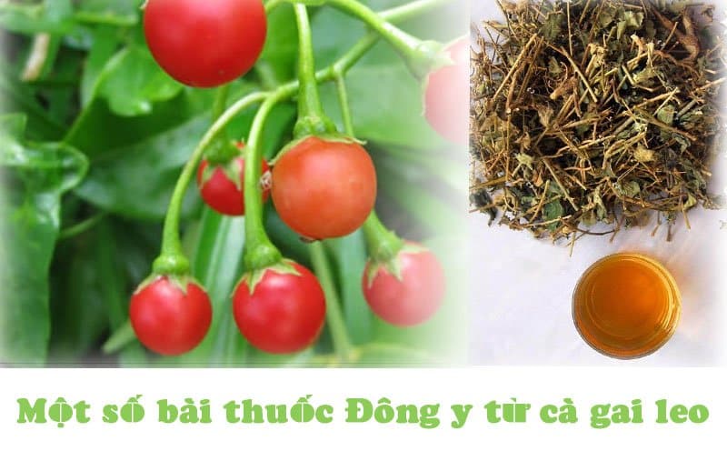 Một số bài thuốc từ cà gai leo