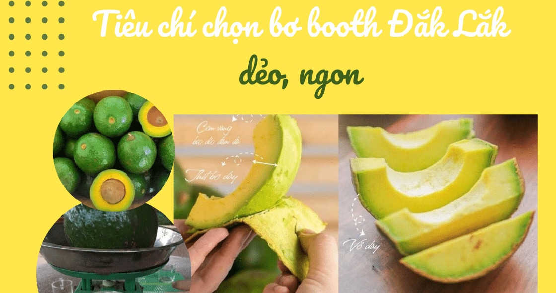 Tiêu chí khi chọn bơ Booth Đắk Lắk