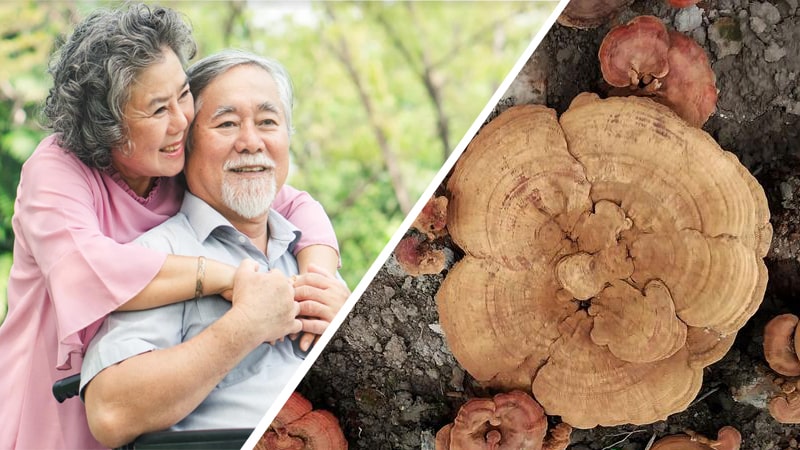 tac dung cua nam linh chi doi voi nguoi gia 1 min